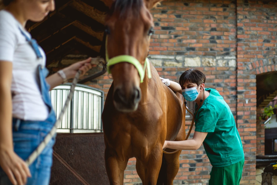 equine vet