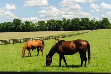 horse farm