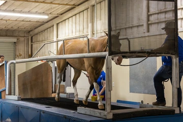 eqine therapy
