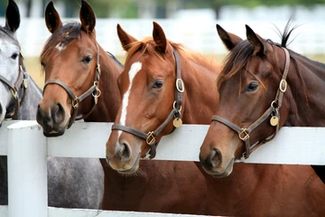 horses at farm