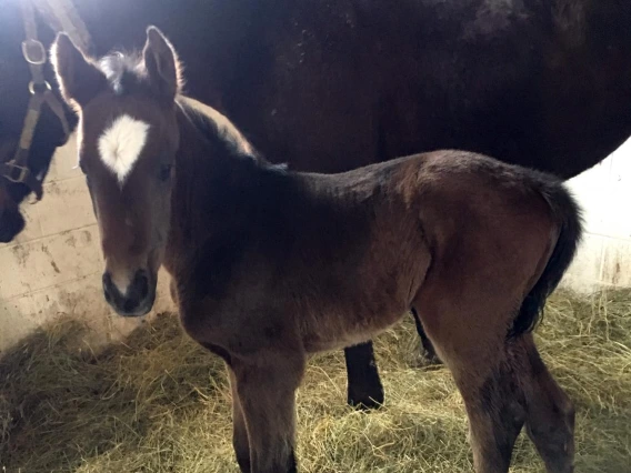 Filly and mom