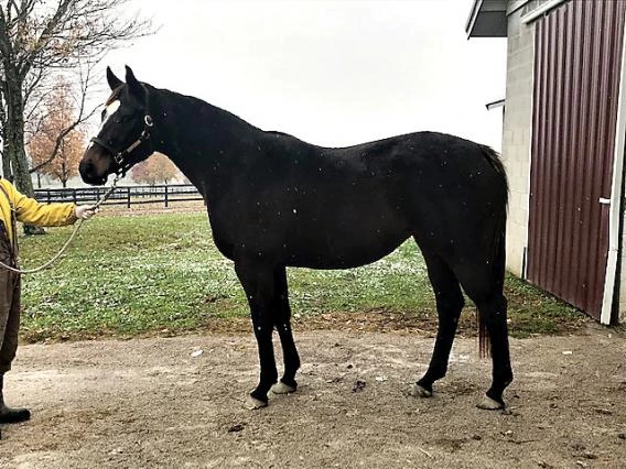 Mare standing by barn