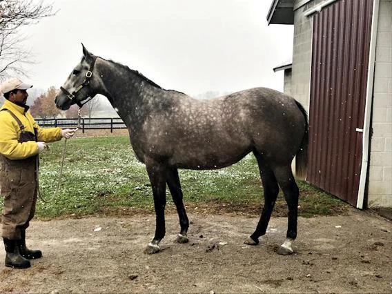 Mare standing by barn