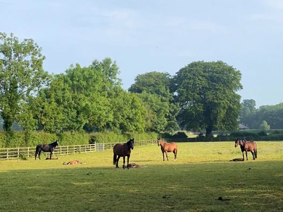 Horses in field