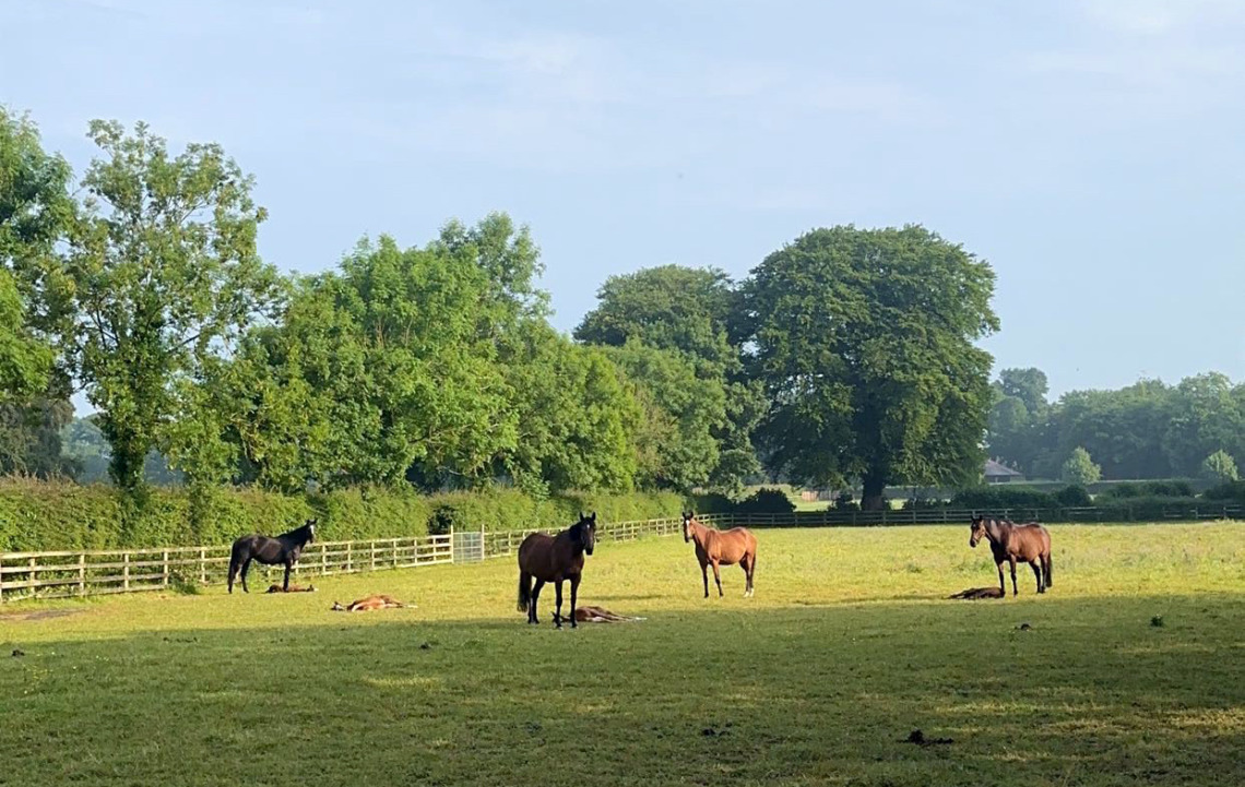Horses in field