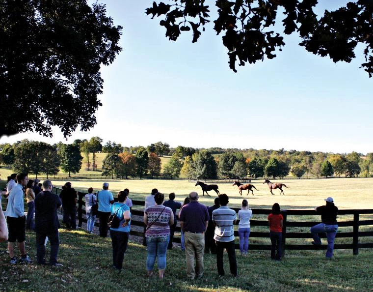 Horses running in field