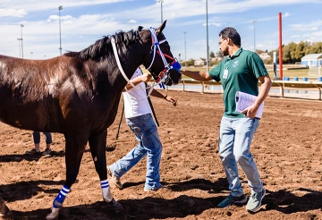 Horse Identifier