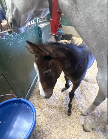 Savvy Lady filly
