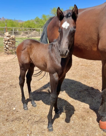 Tiz A Classy Lass colt